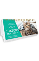 Semainier panoramique - chatons craquants 2024, une page par jour