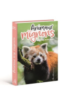 Agenda animaux trop mignons 2024-2025