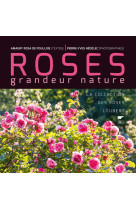 Roses grandeur nature