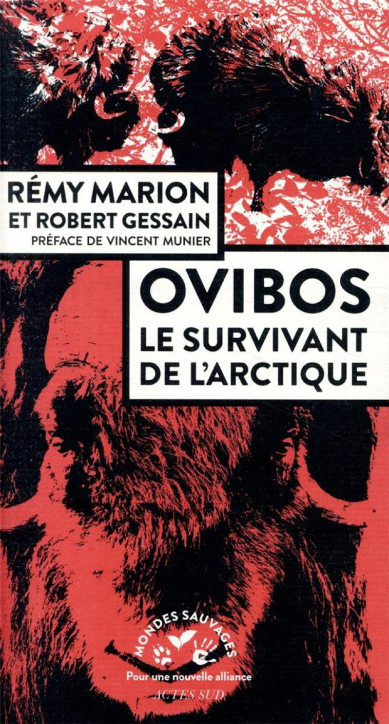 OVIBOS - LE SURVIVANT DE L'ARCTIQUE - MARION/GESSAIN - ACTES SUD